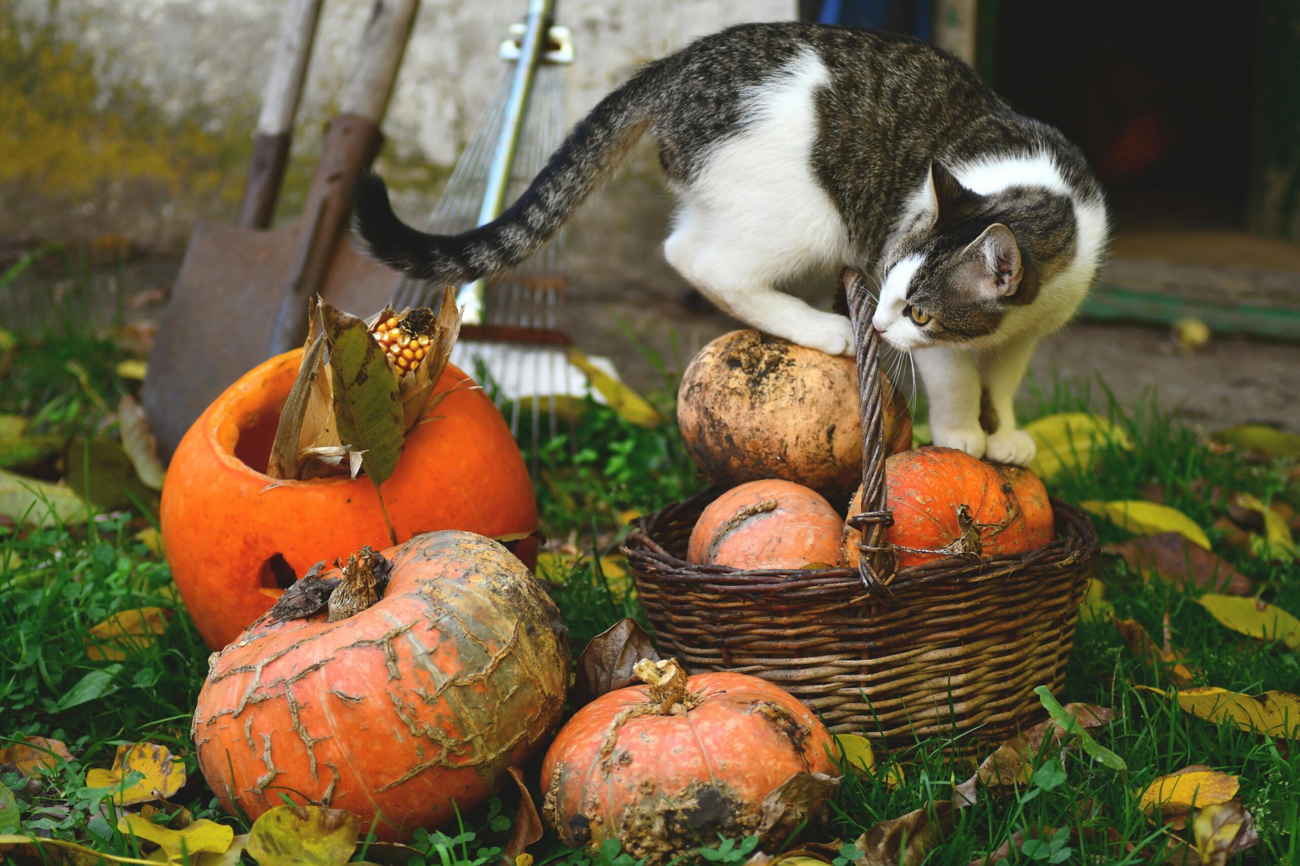 A spotted cat exploring a basket of pumpkins amidst autumn leaves, creating a cozy fall scene.